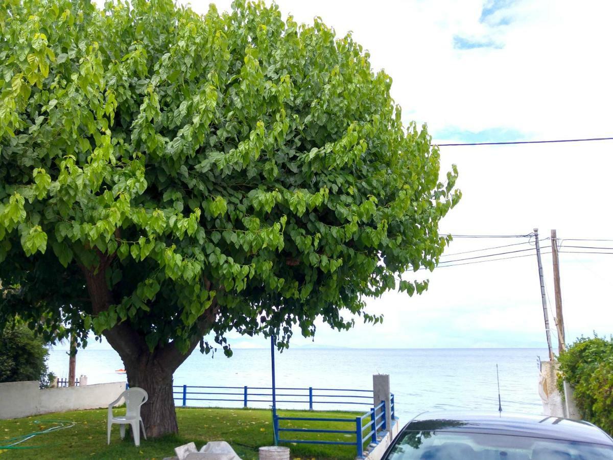 Papadogiannopoulos House Aigio Dış mekan fotoğraf